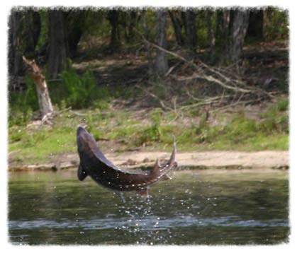 The Sturgeon