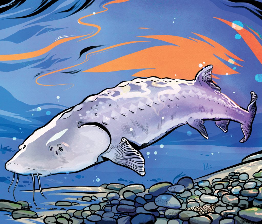 Distributed at temperate latitudes throughout the northern hemisphere, sturgeon have been fished for meat ...